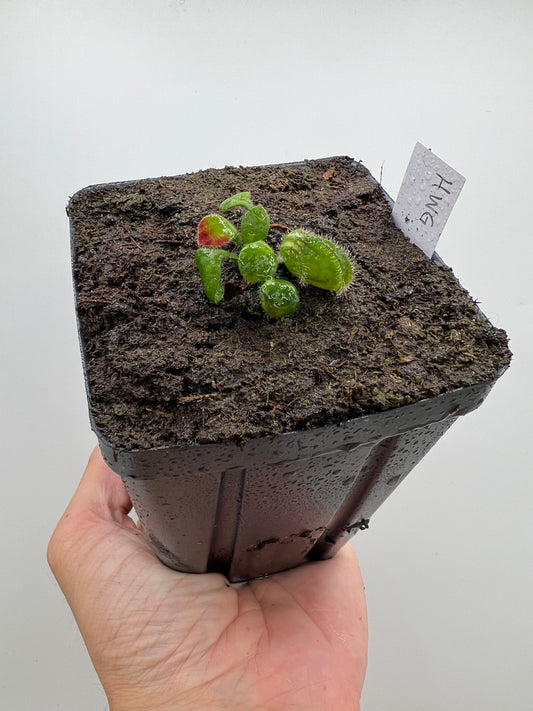 Cephalotus follicularis “Harald Weiner Giant” (aka True Giant)