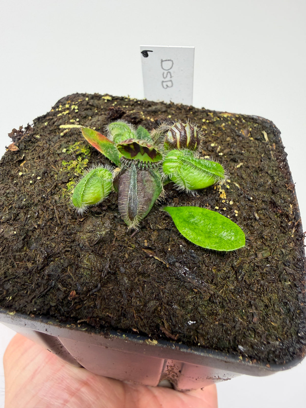 Cephalotus follicularis “David Švarc Black” - *Rare* (6)