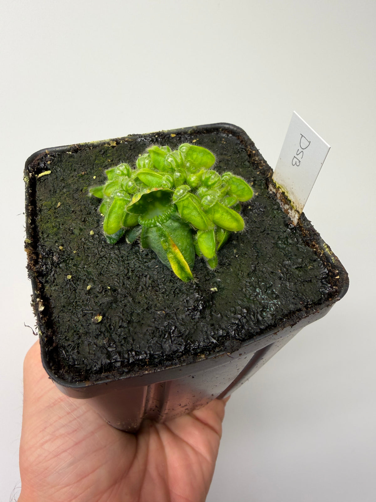 Cephalotus follicularis “David Švarc Black” #10 - *Rare*