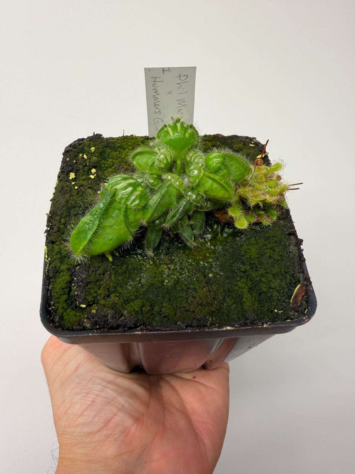 Cephalotus follicularis “Phil Mann” x “Hummers Giant” #1