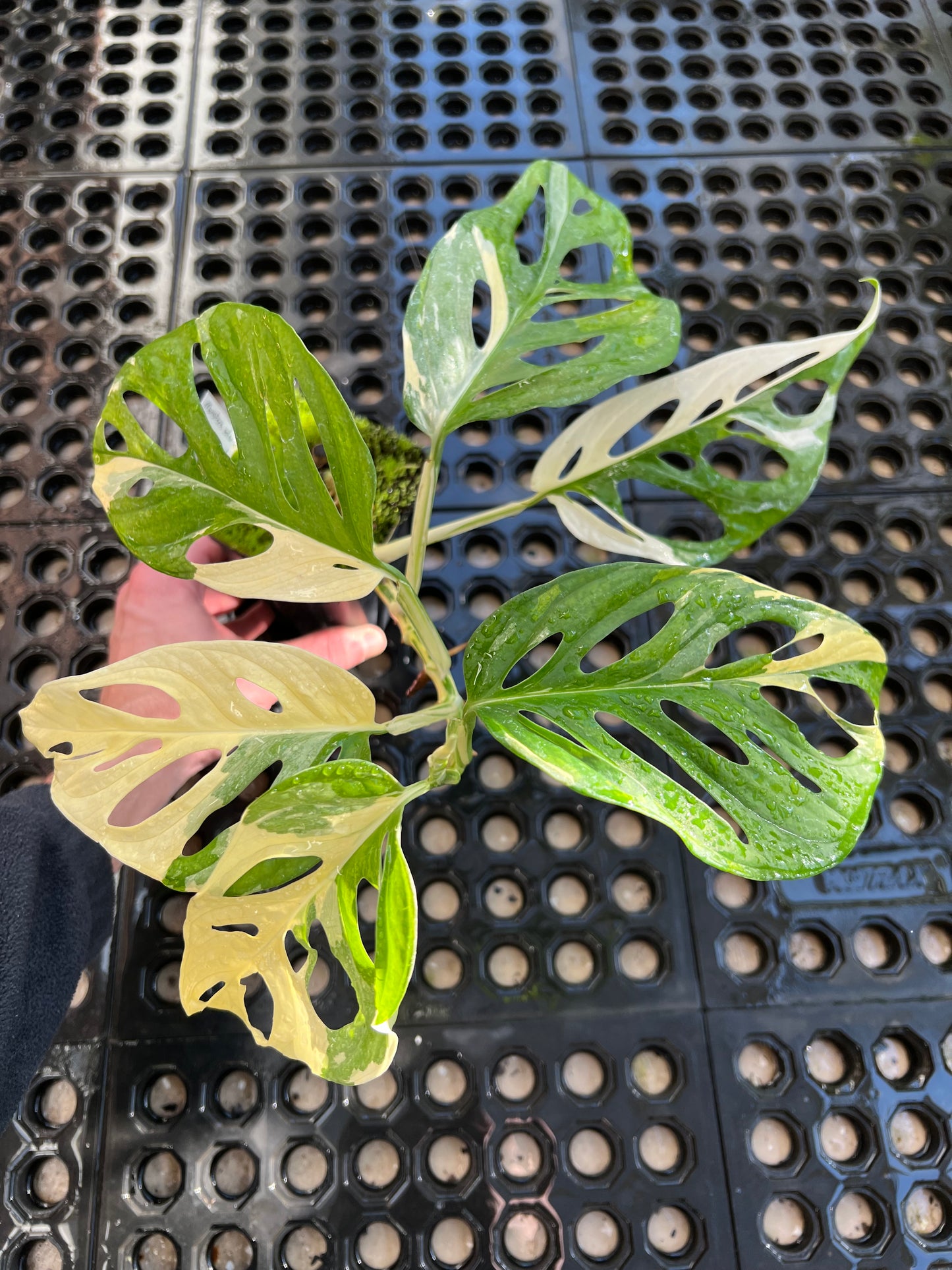 Monstera adansonii “Tricolor” LC