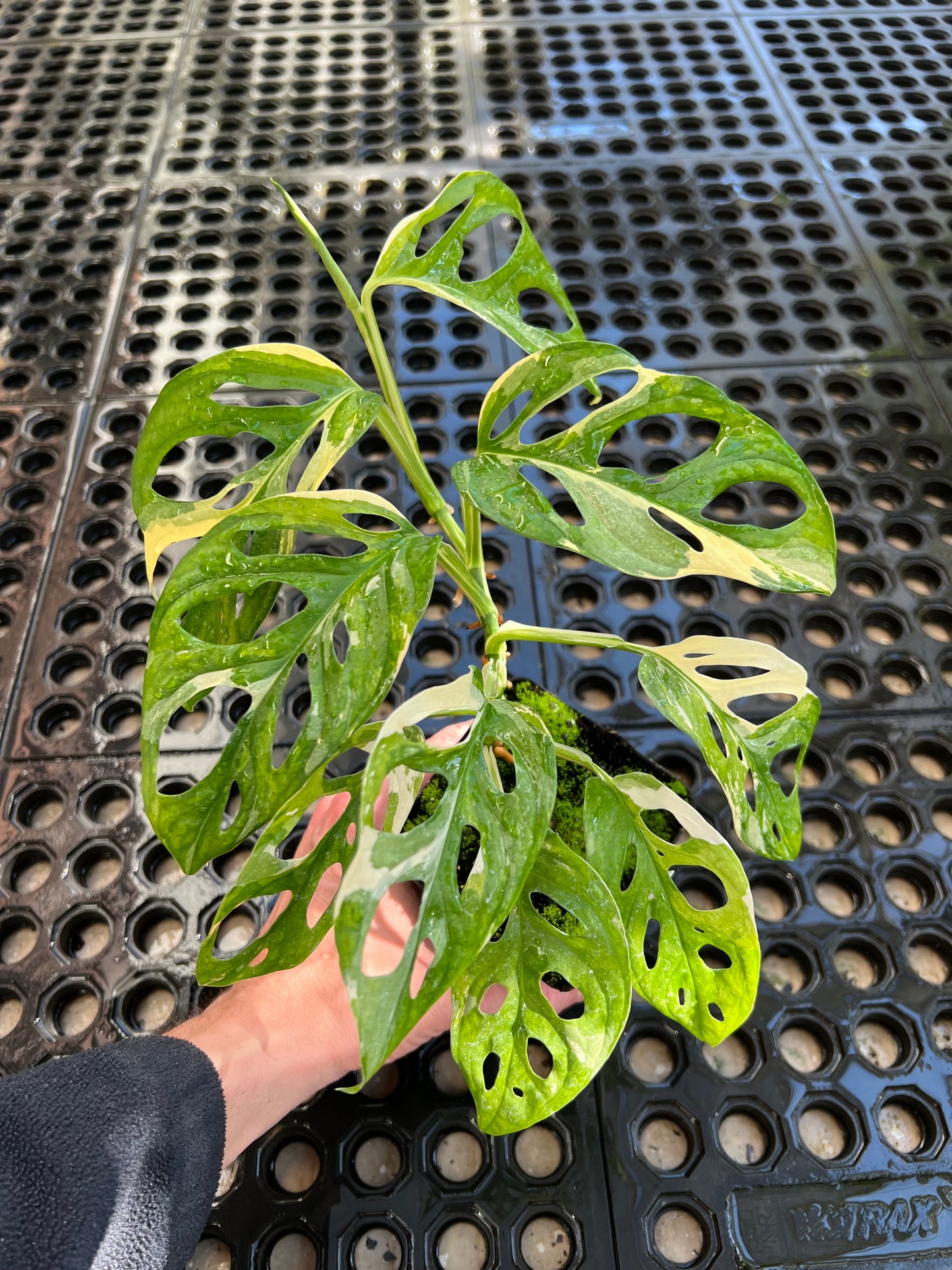 Monstera adansonii “Tricolor” LC