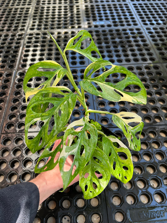 Monstera adansonii “Tricolor” LC