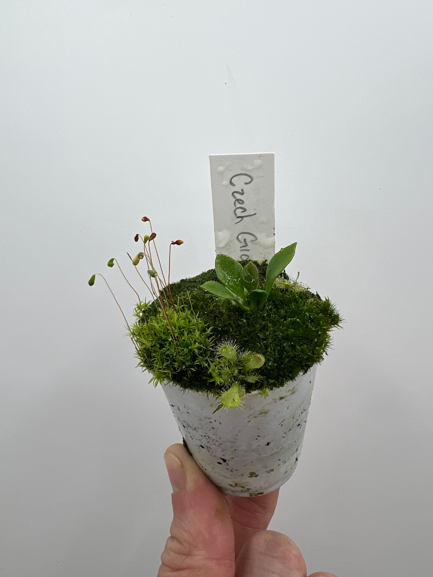 Cephalotus follicularis “Czech Giant”