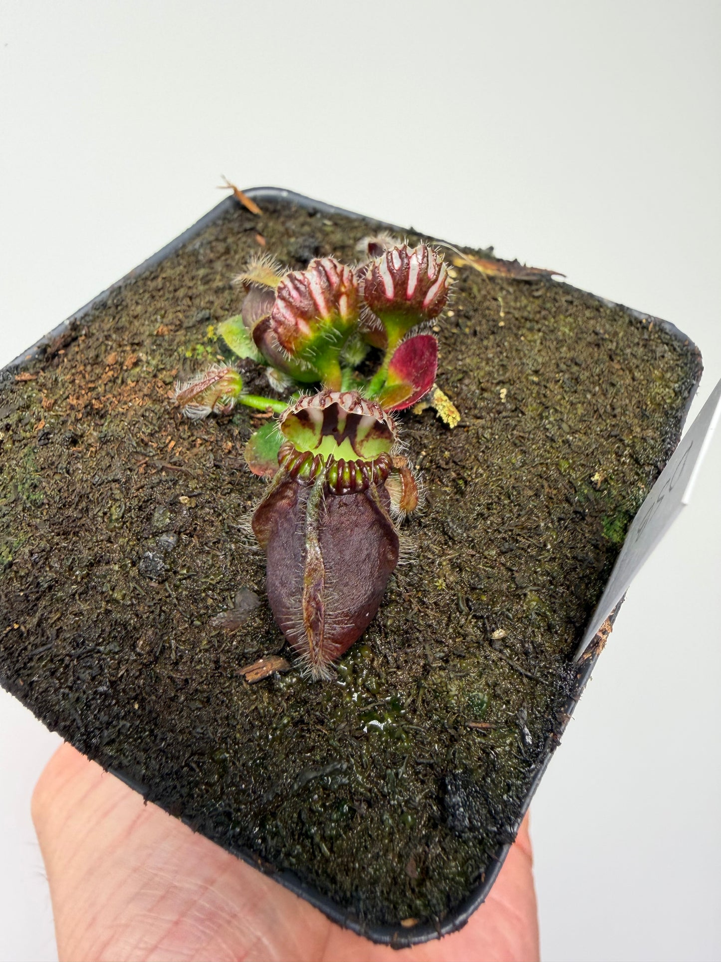 Cephalotus follicularis “David Švarc Black” - *Rare* (8)