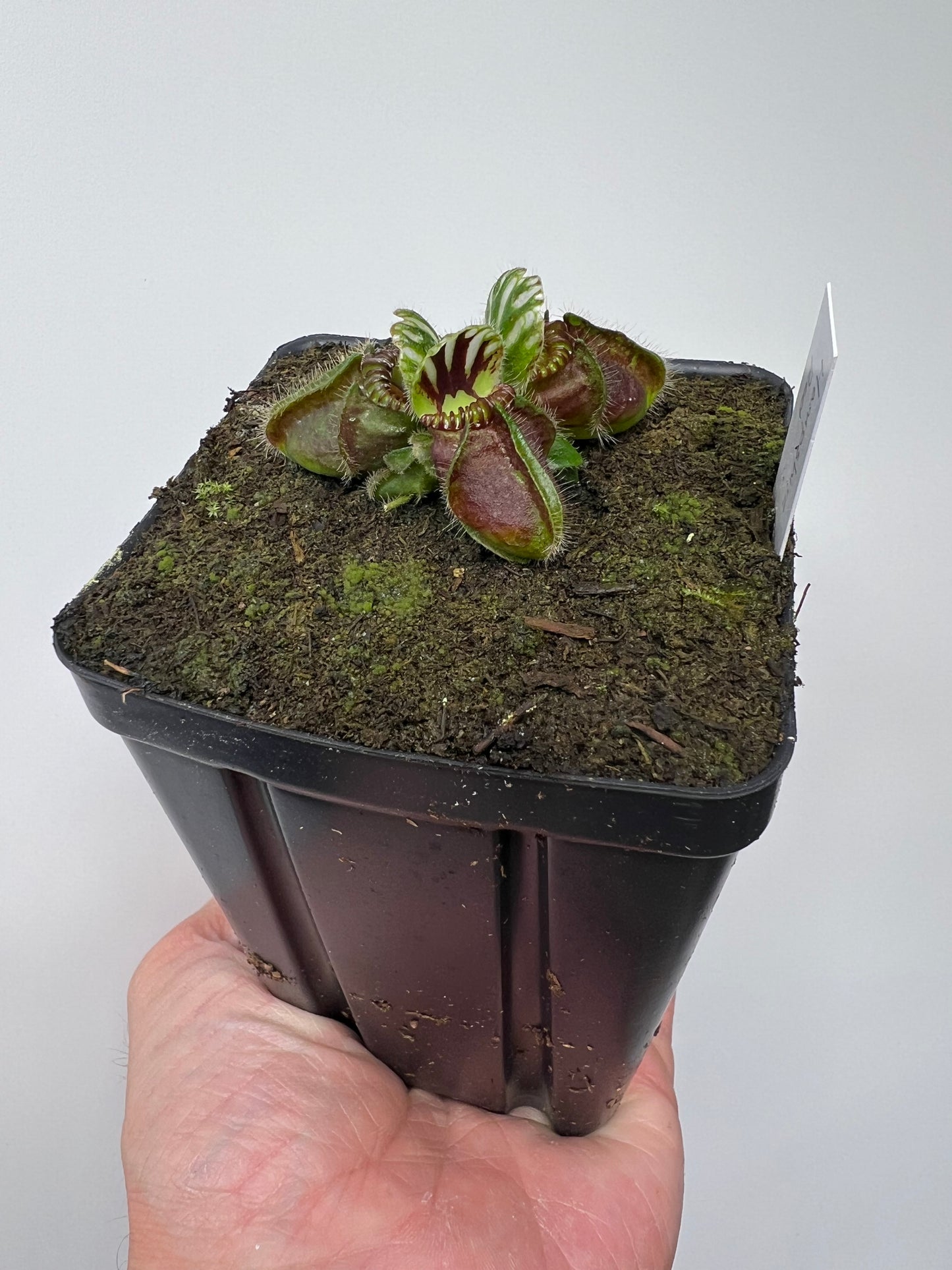 Cephalotus follicularis “Hampshire Red”