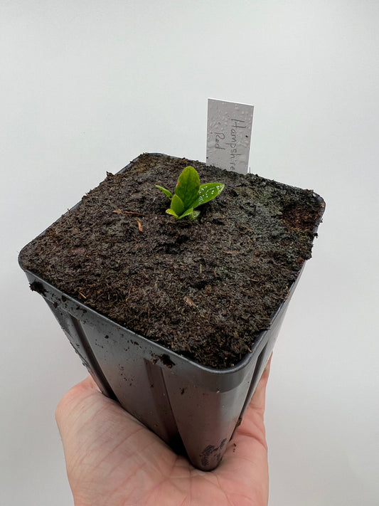 Cephalotus follicularis “Hampshire Red”