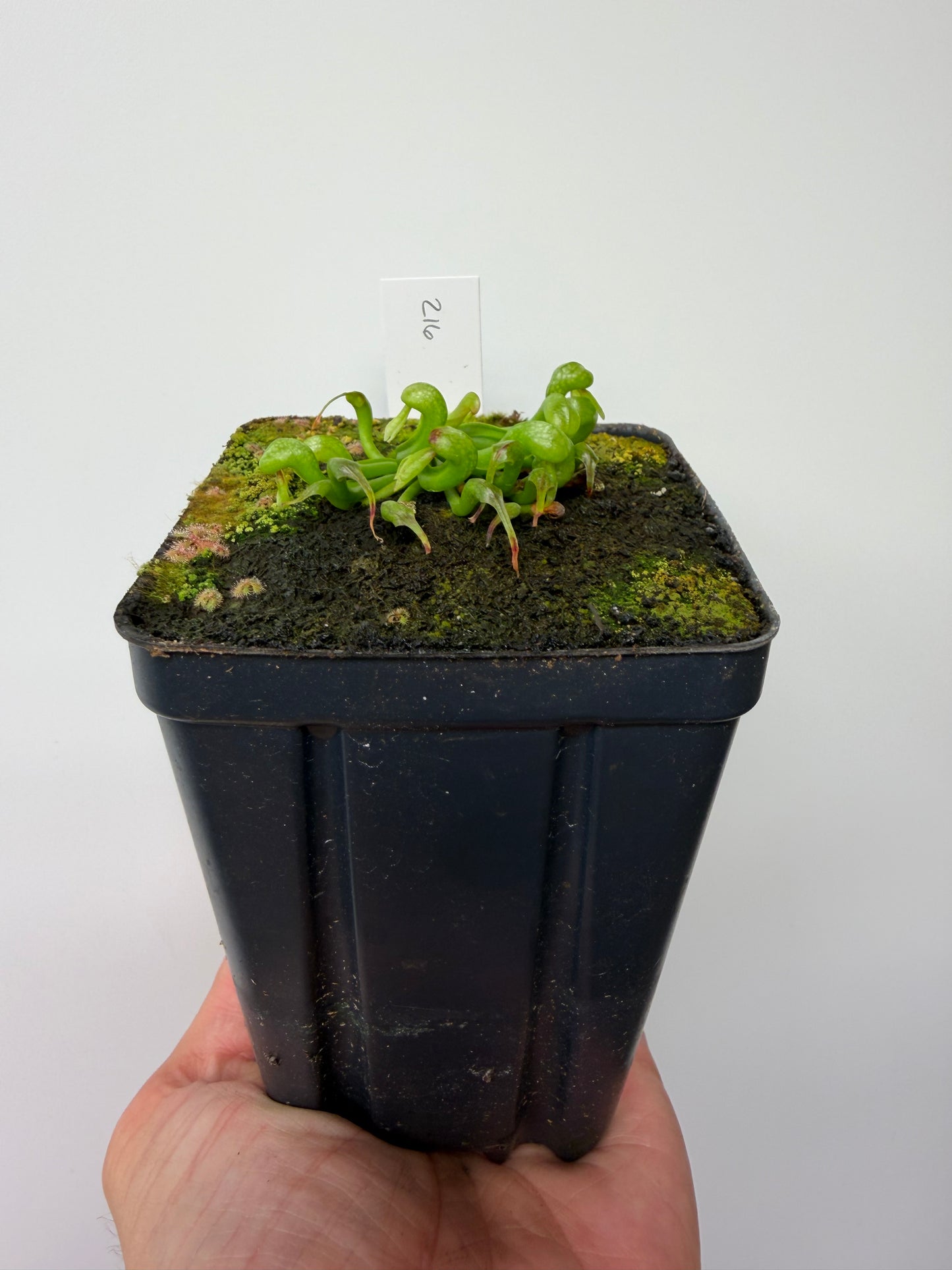Darlingtonia californica (Cobra Pitcher Plant) - Seed Grown #216