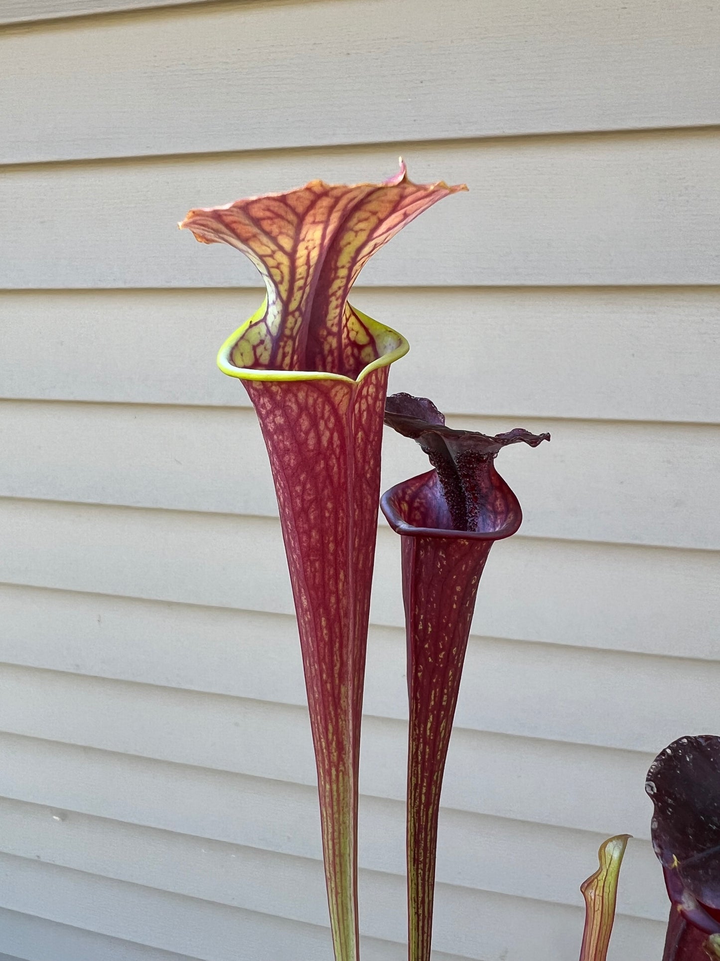 Sarracenia ‘Waccamaw’ x cuprea “MBRS” - Seed Grown #1