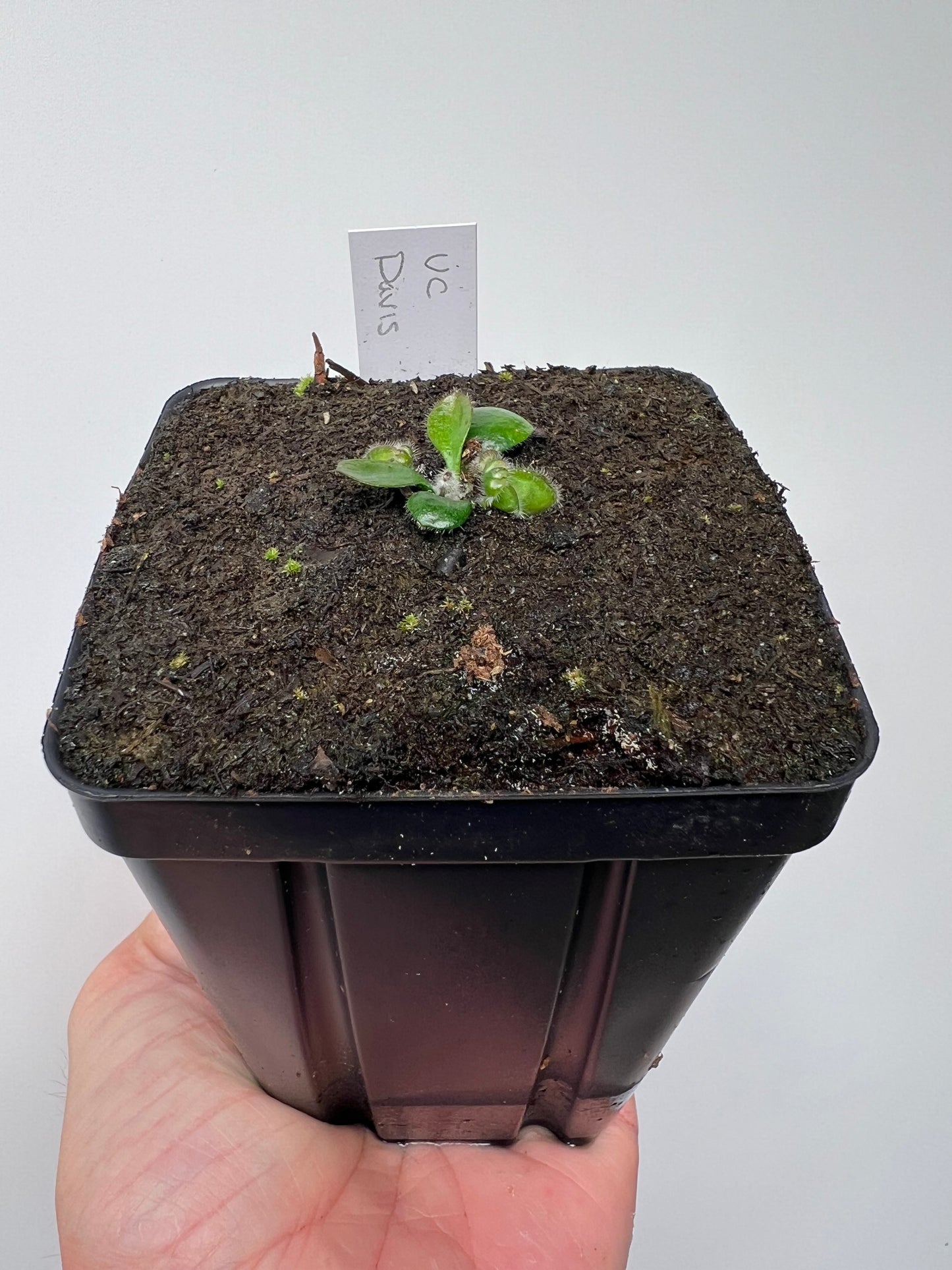 Cephalotus follicularis “UC Davis”