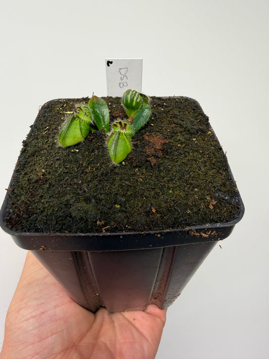 Cephalotus follicularis “David Švarc Black” - *Rare* (2)