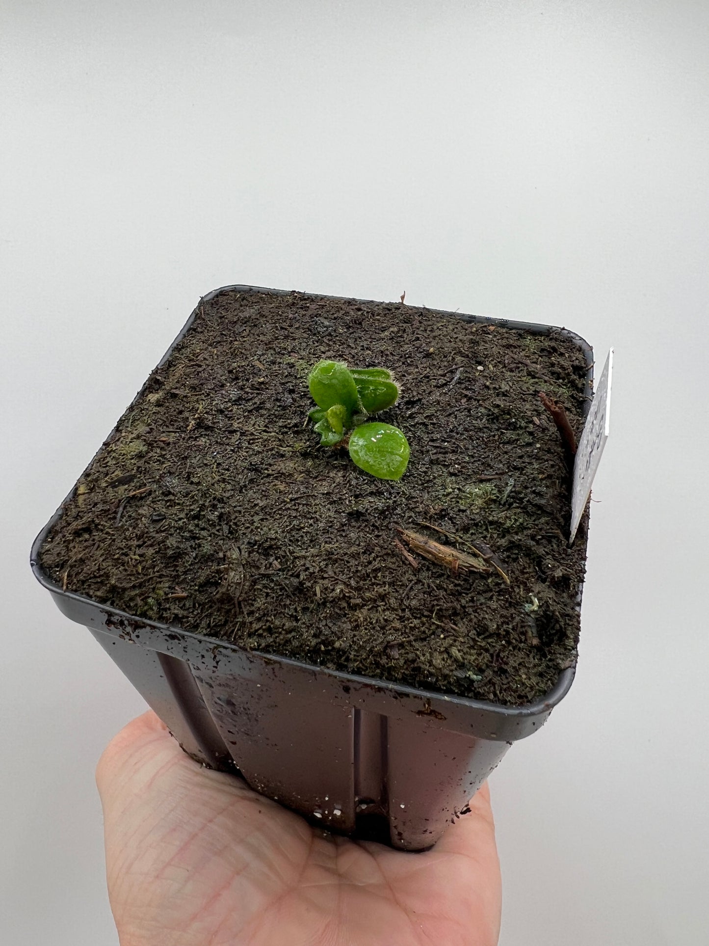 Cephalotus follicularis “Broke Inlet”