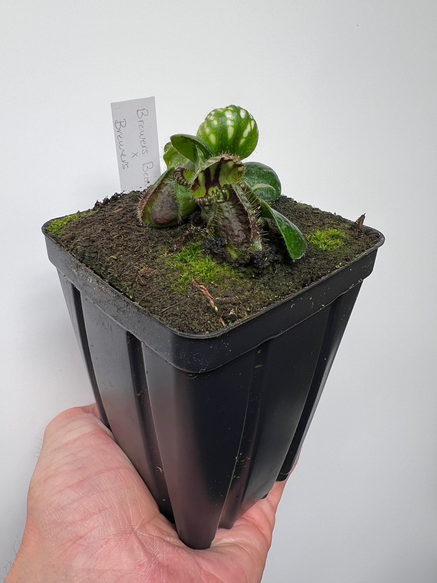 Cephalotus follicularis “Brewers Beauty” x “Brewers”