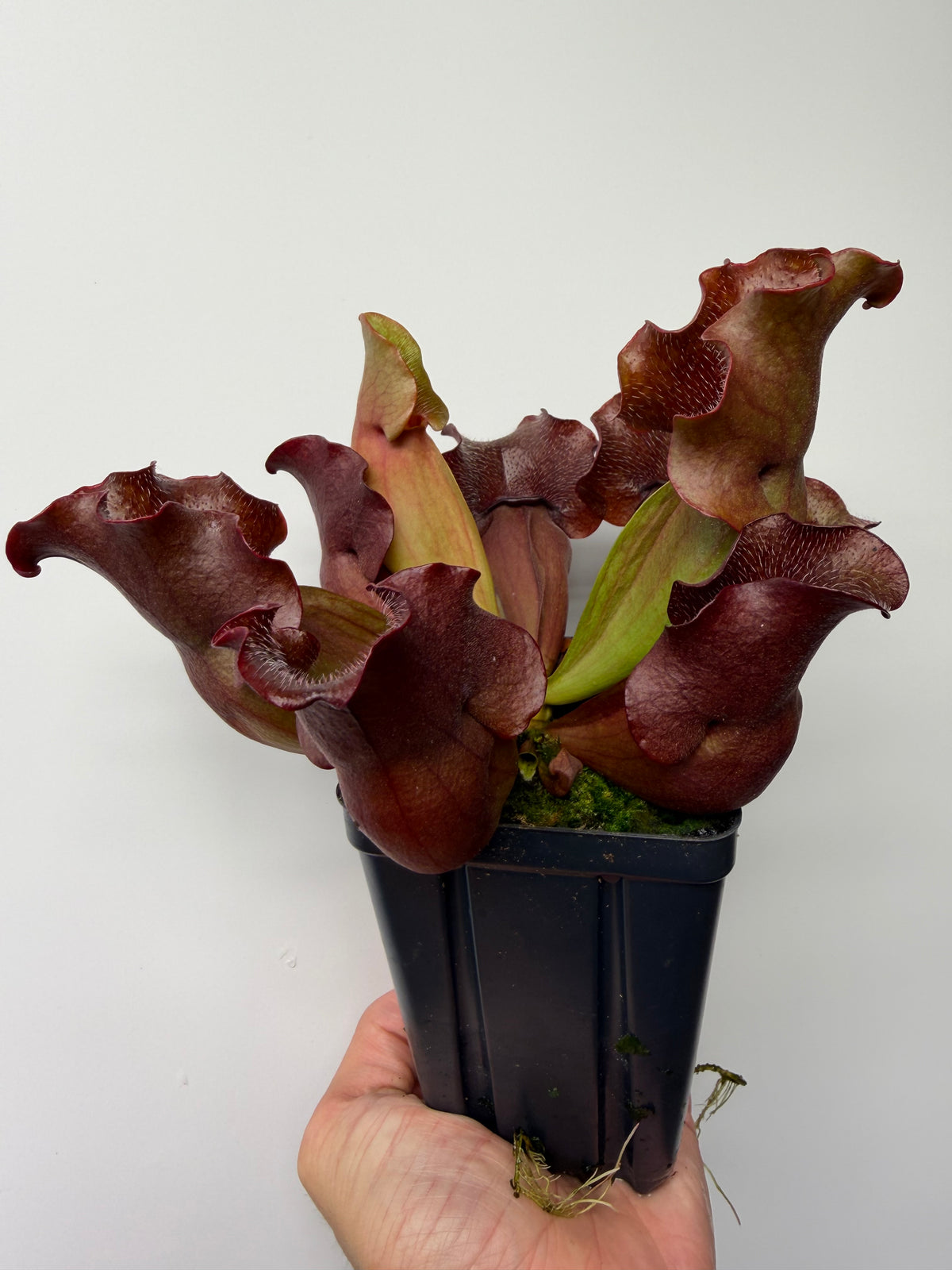 Sarracenia purpurea ssp. venosa (Brunswick Co, NC x Carteret Co, NC)  - Seed Grown #5