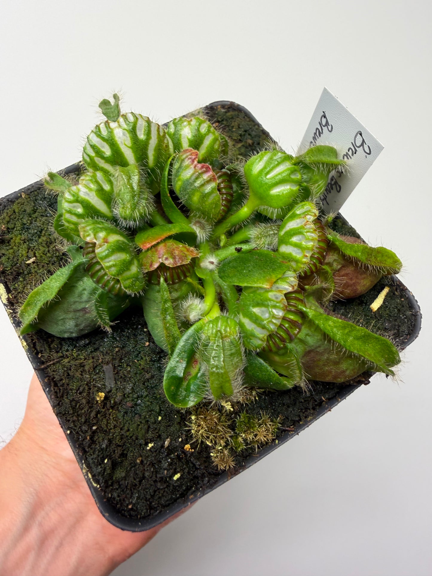 Cephalotus follicularis “Brewers Beauty” x “Brewers”