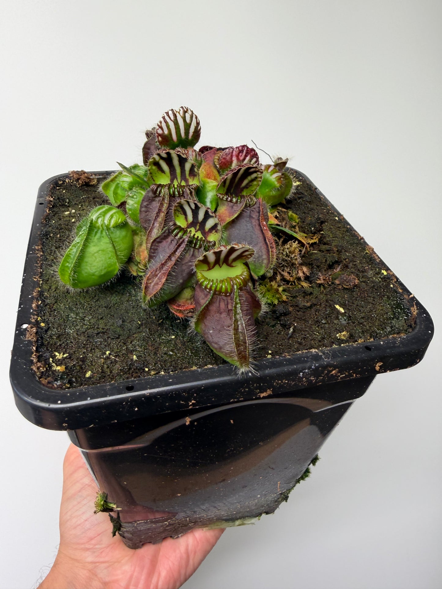 Cephalotus follicularis “Dr. Eberhard König” - 1 Gallon