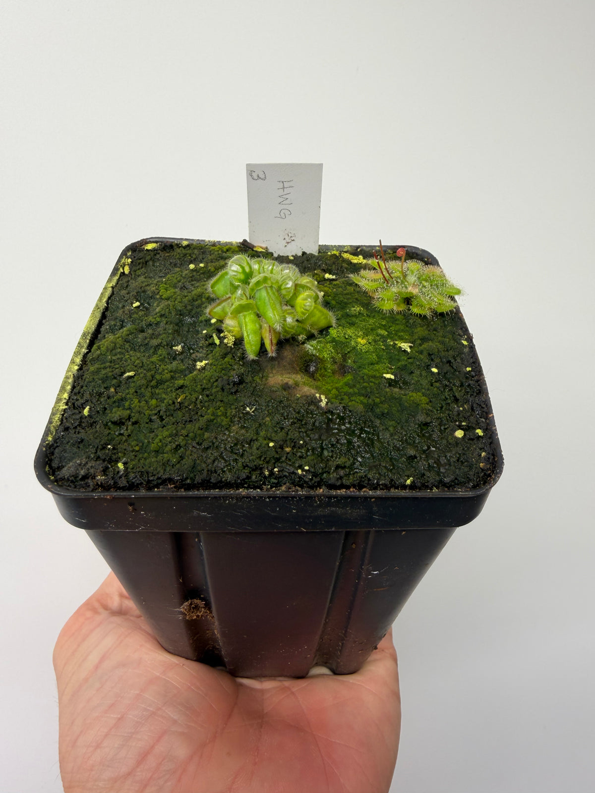 Cephalotus follicularis “Harald Weiner Giant” (aka True Giant) #3 - *Rare*