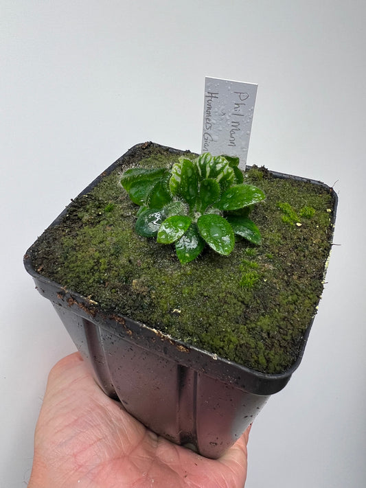 Cephalotus follicularis “Phil Mann” x “Hummers Giant”