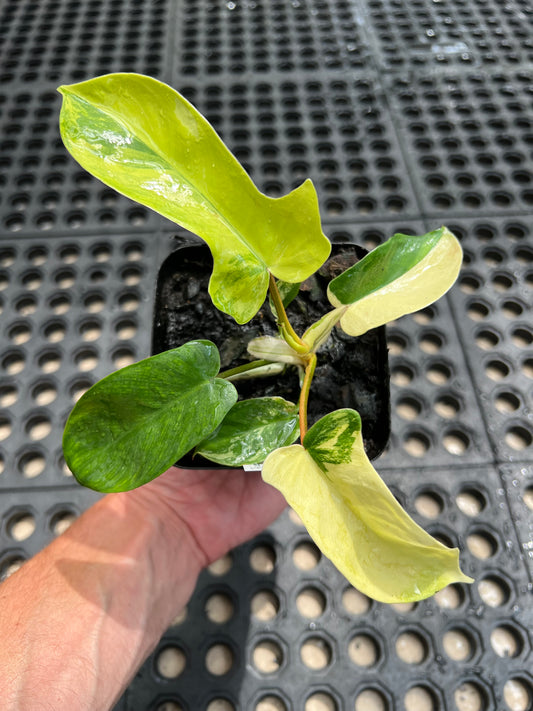 Philodendron ‘Florida Beauty’