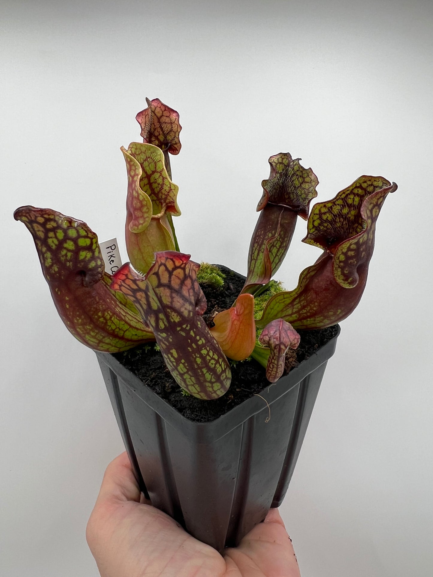 Sarracenia purpurea ssp. purpurea (Pike County, PA) - *Rare* - Seed Grown #5