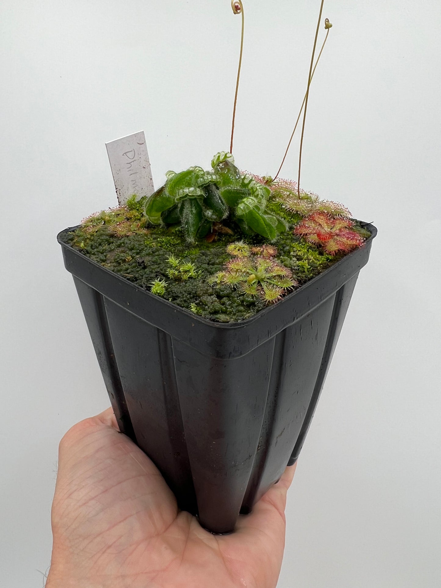 Cephalotus follicularis “Phil Mann” x “Hummers Giant”