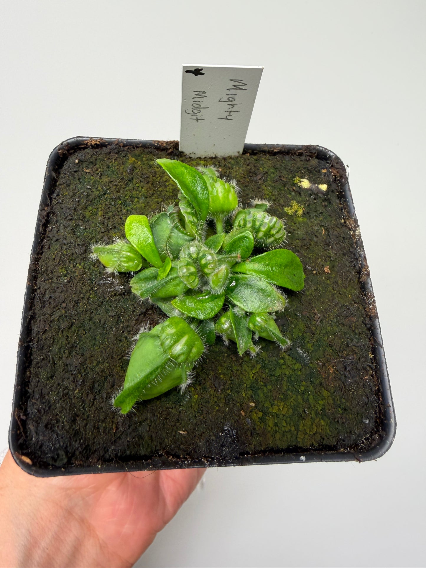 Cephalotus follicularis “Mighty Midget” - *Rare* (4)