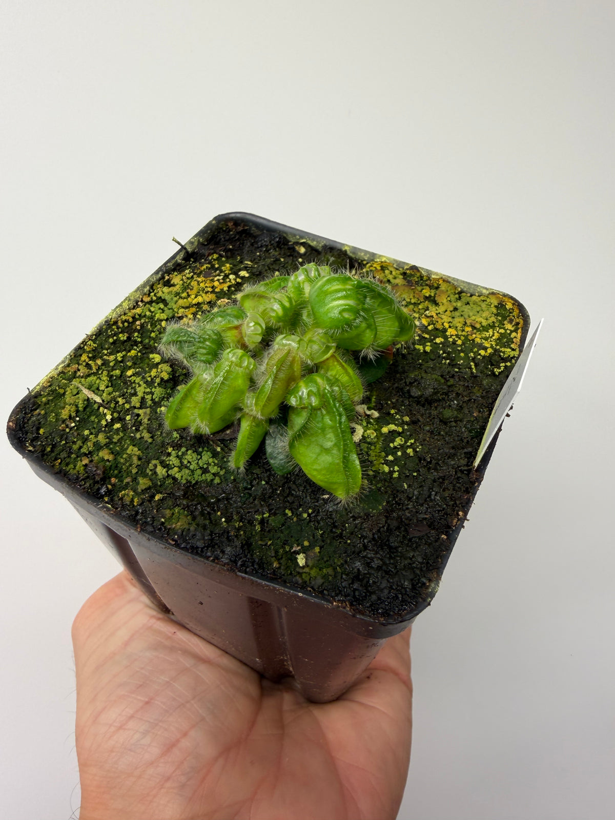 Cephalotus follicularis “Norma” #7