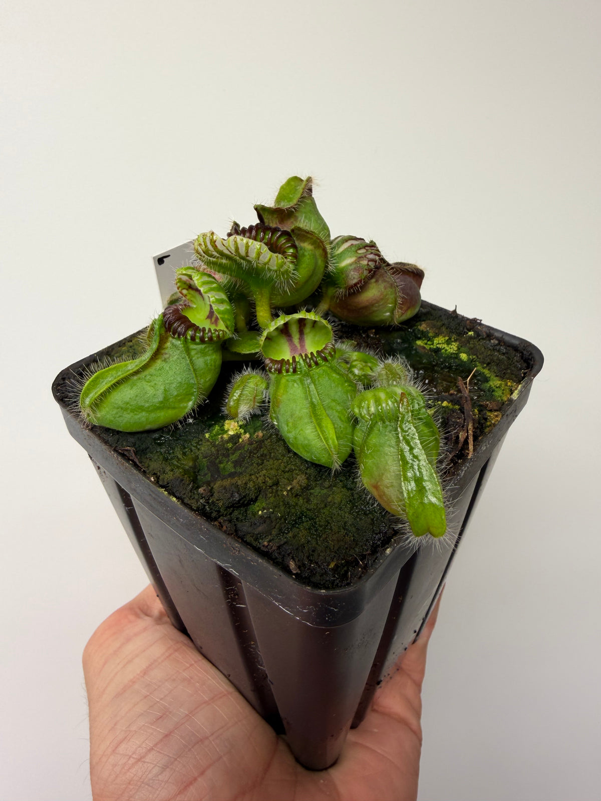 Cephalotus follicularis “Broke Inlet” #6