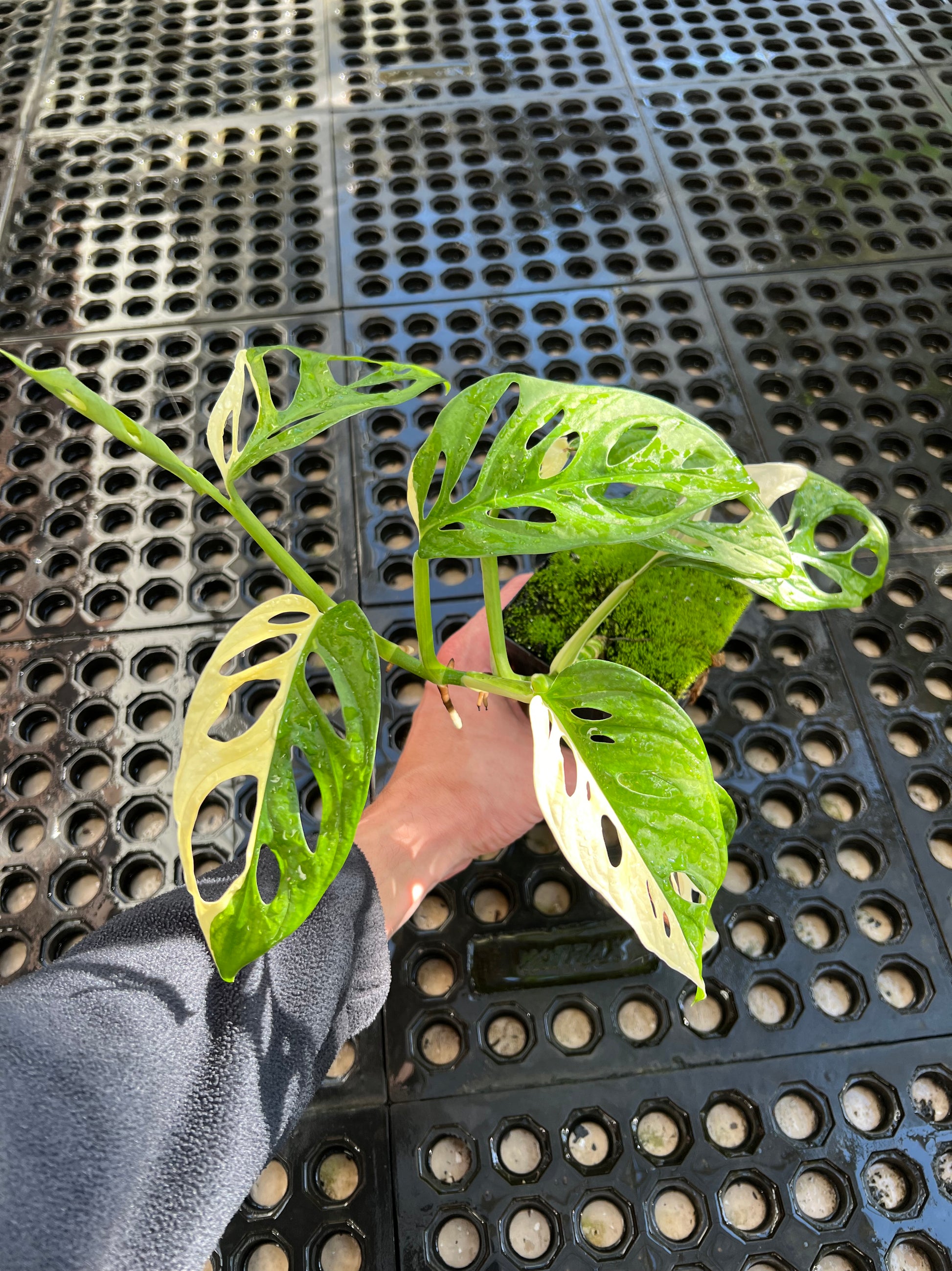 monstera adansonii tricolor Monstera adansonii “Tricolor” LC – Little Carnivores