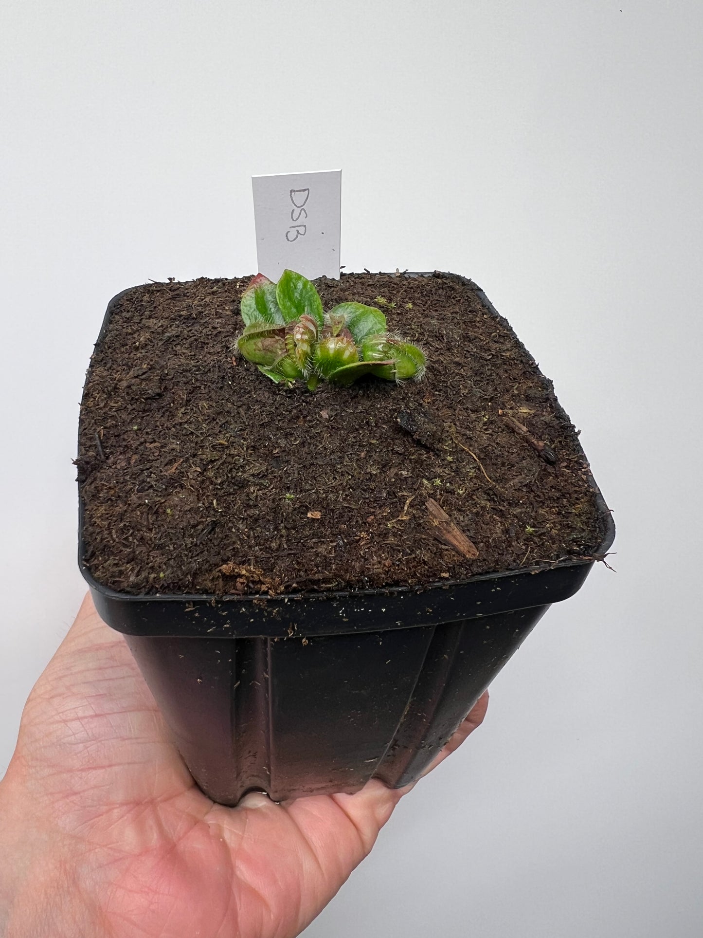 Cephalotus follicularis “David Švarc Black” - *Rare*