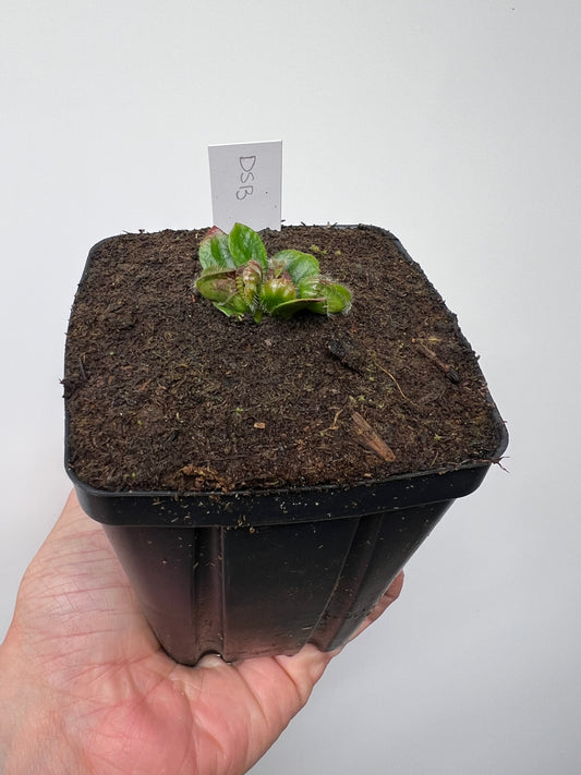 Cephalotus follicularis “David Švarc Black” - *Rare*