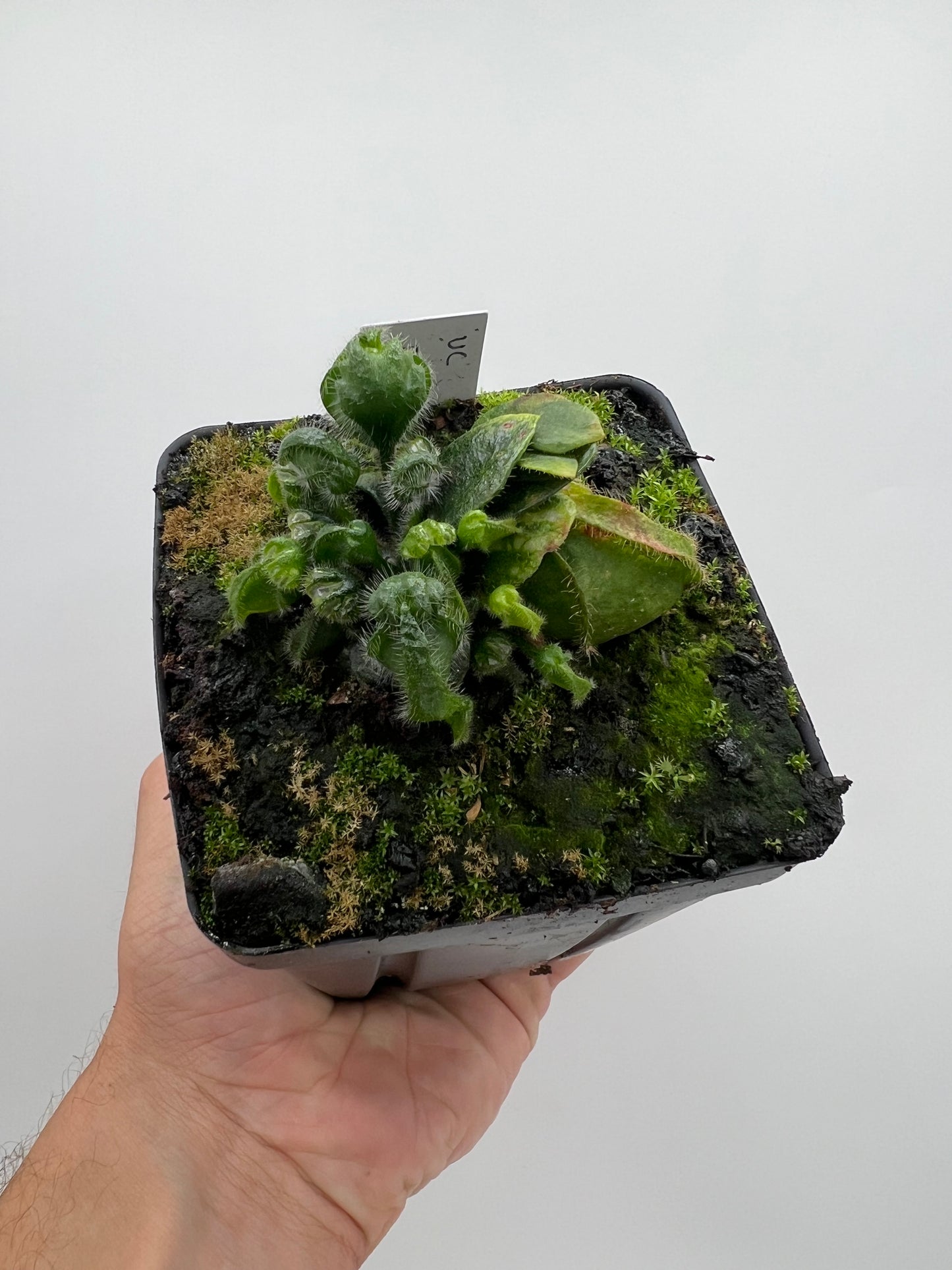 Cephalotus follicularis “UC Davis”