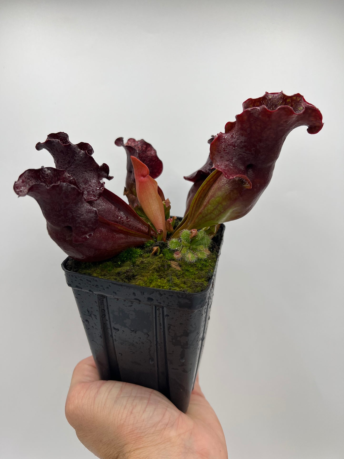 Sarracenia purpurea ssp. venosa (Brunswick Co, NC x Carteret Co, NC)  - Seed Grown #1