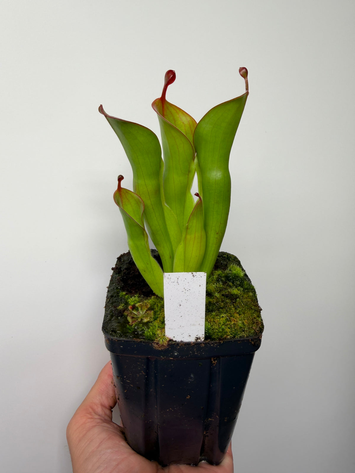 Heliamphora (heterodoxa x minor) x pulchella (Akopan)