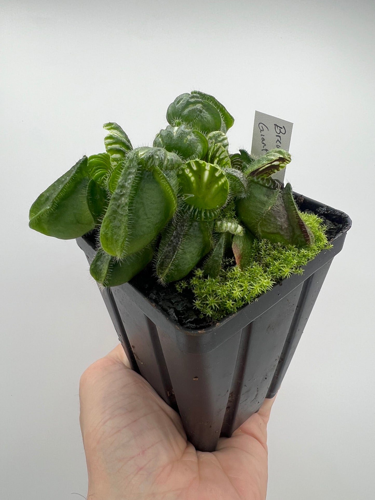 Cephalotus follicularis “Brewers Giant”