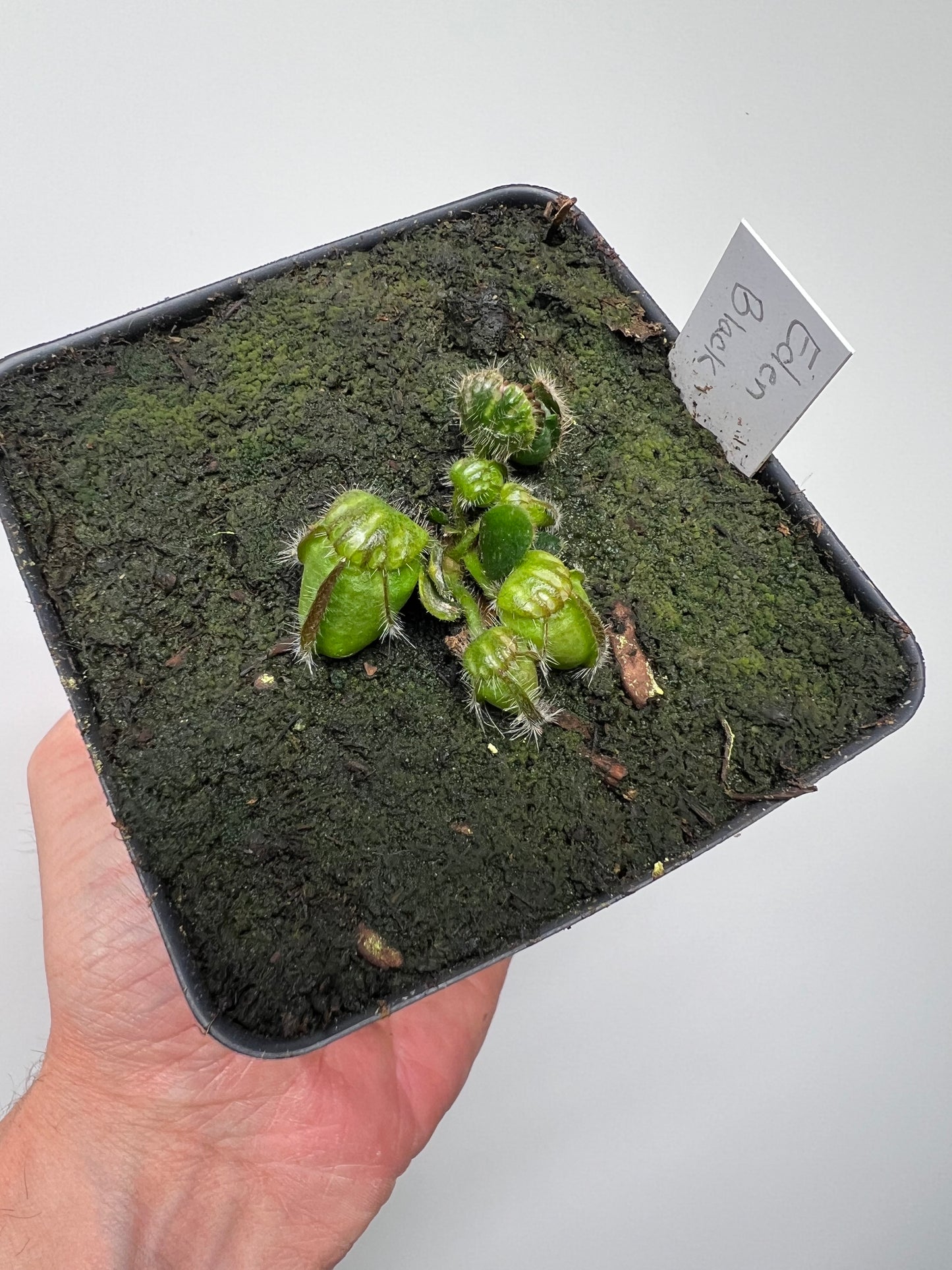 Cephalotus follicularis ‘Eden Black’ - *Rare* (small)