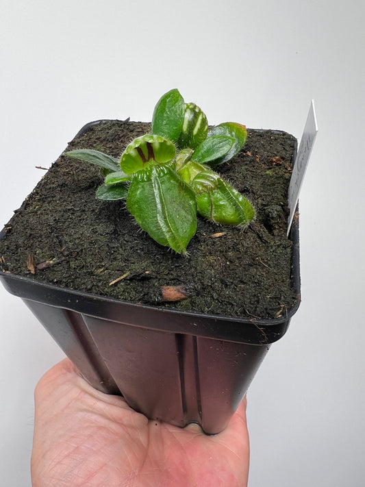 Cephalotus follicularis “Hampshire Red”