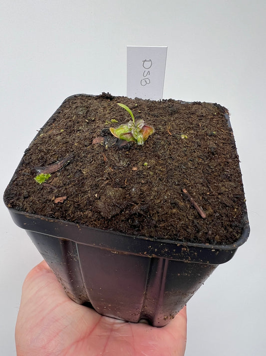 Cephalotus follicularis “David Švarc Black” - *Rare*