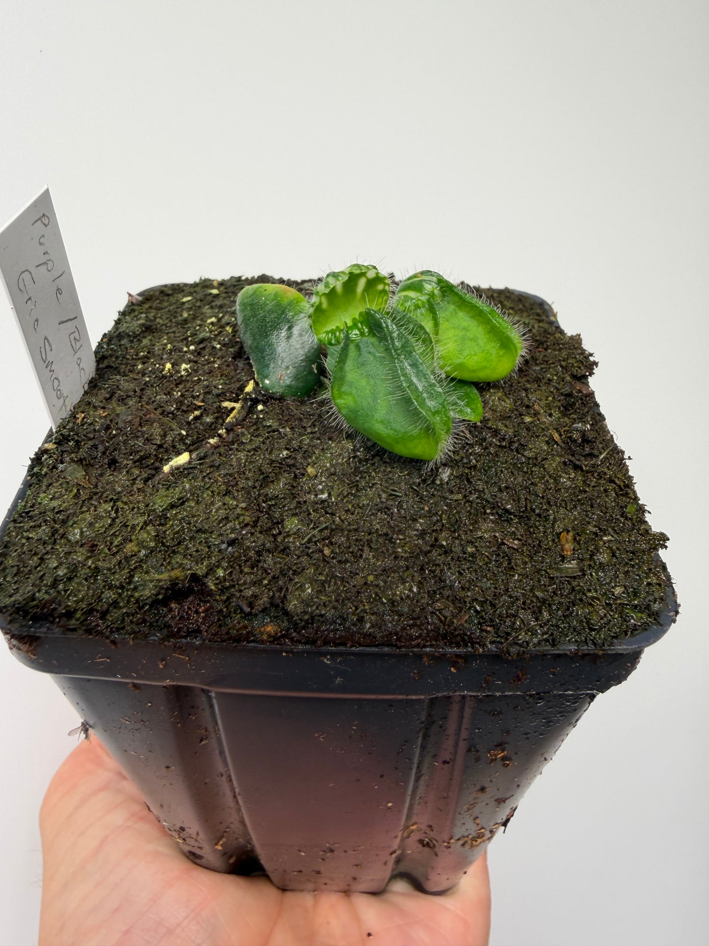 Cephalotus follicularis “Purple/Black” - Eric Smooth