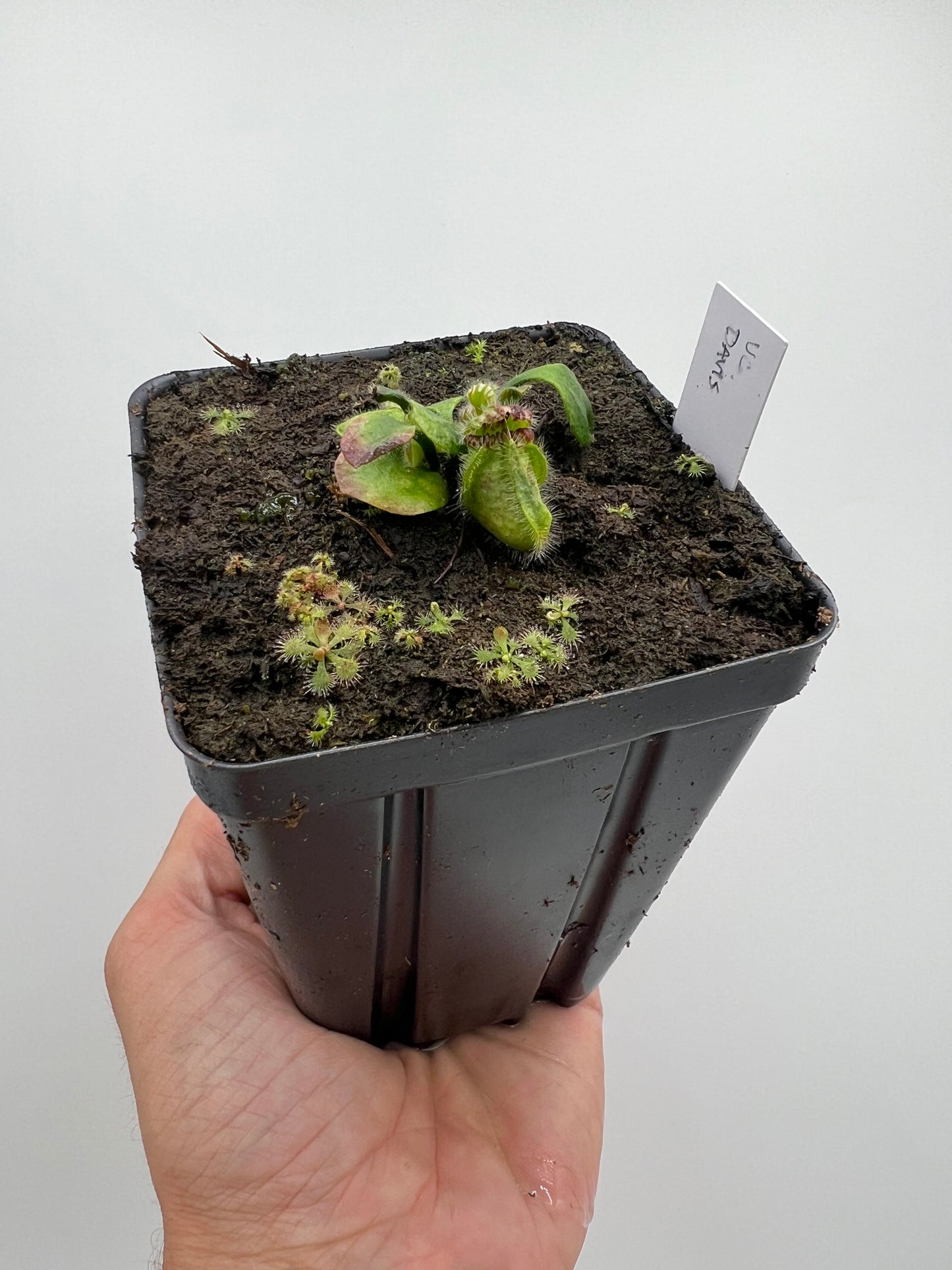 Cephalotus follicularis “UC Davis”