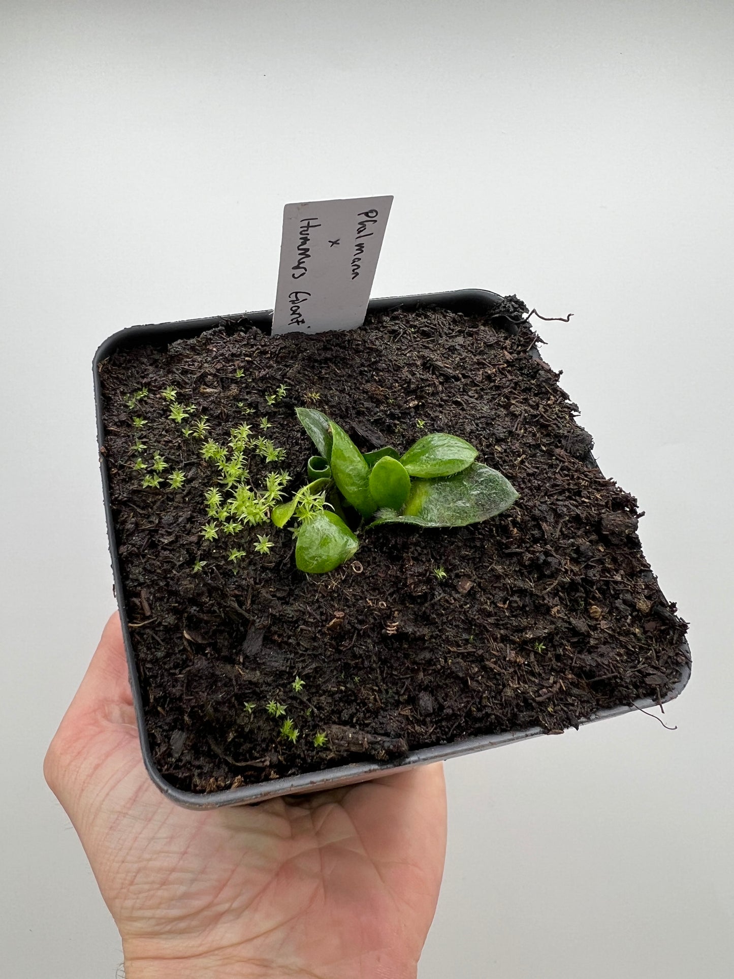 Cephalotus follicularis “Phil Mann” x “Hummers Giant”