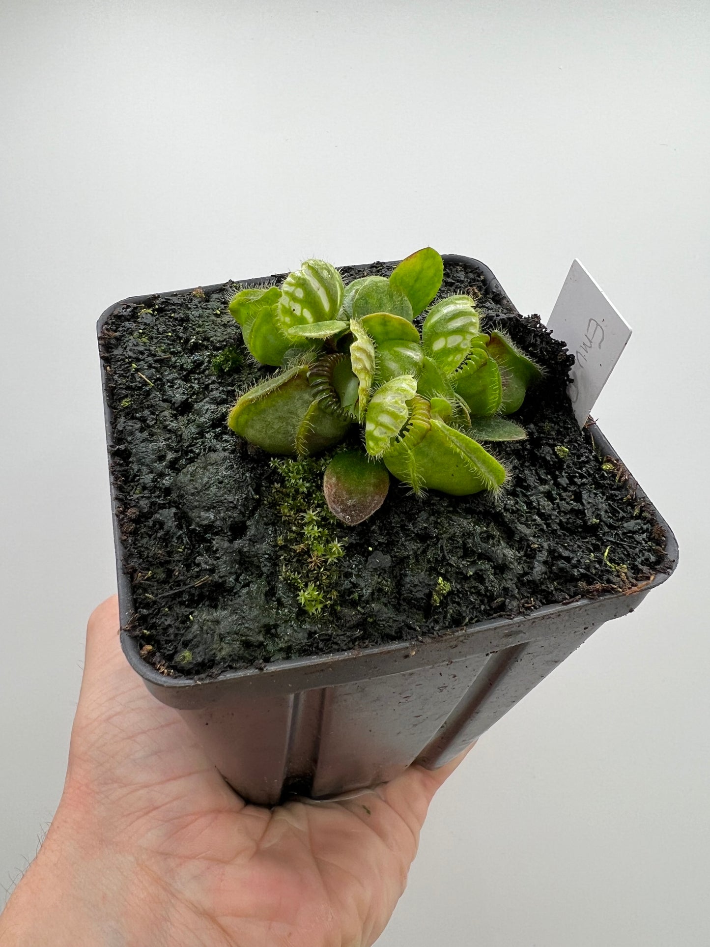 Cephalotus follicularis “Emu Pointe”