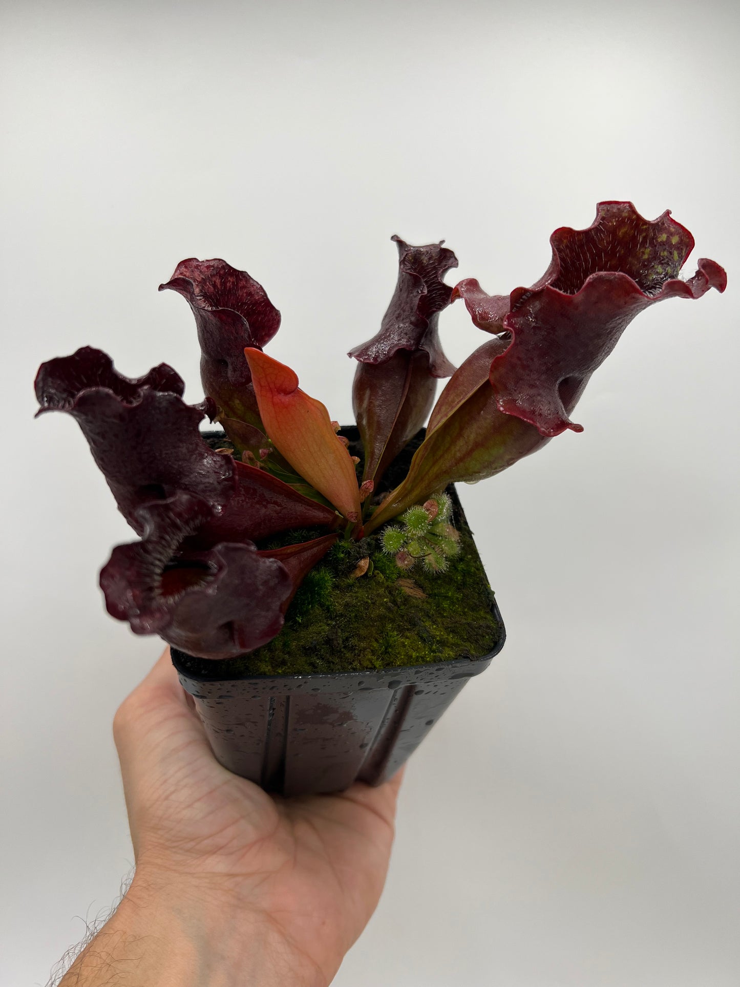 Sarracenia purpurea ssp. venosa (Brunswick Co, NC x Carteret Co, NC)  - Seed Grown #1