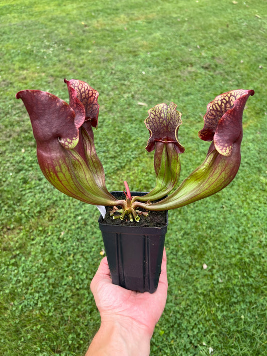 Sarracenia purpurea ssp. purpurea “Special” #8