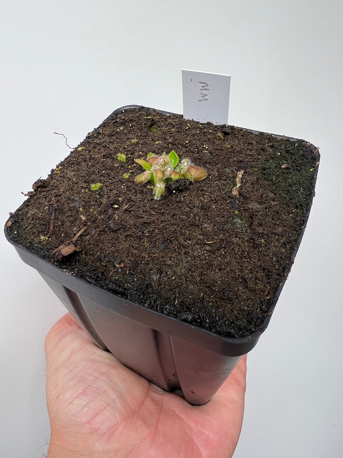 Cephalotus follicularis “Mighty Midget” - *Rare*