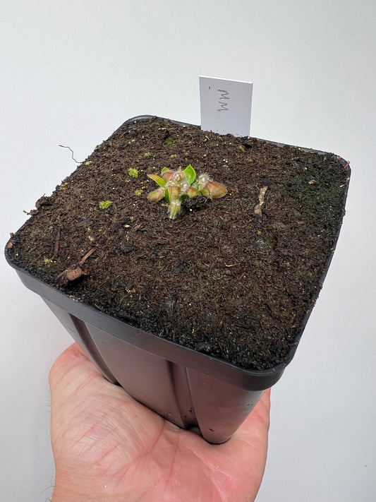 Cephalotus follicularis “Mighty Midget” - *Rare*