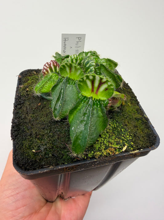 Cephalotus follicularis “Phil Mann” x “Hummers Giant”