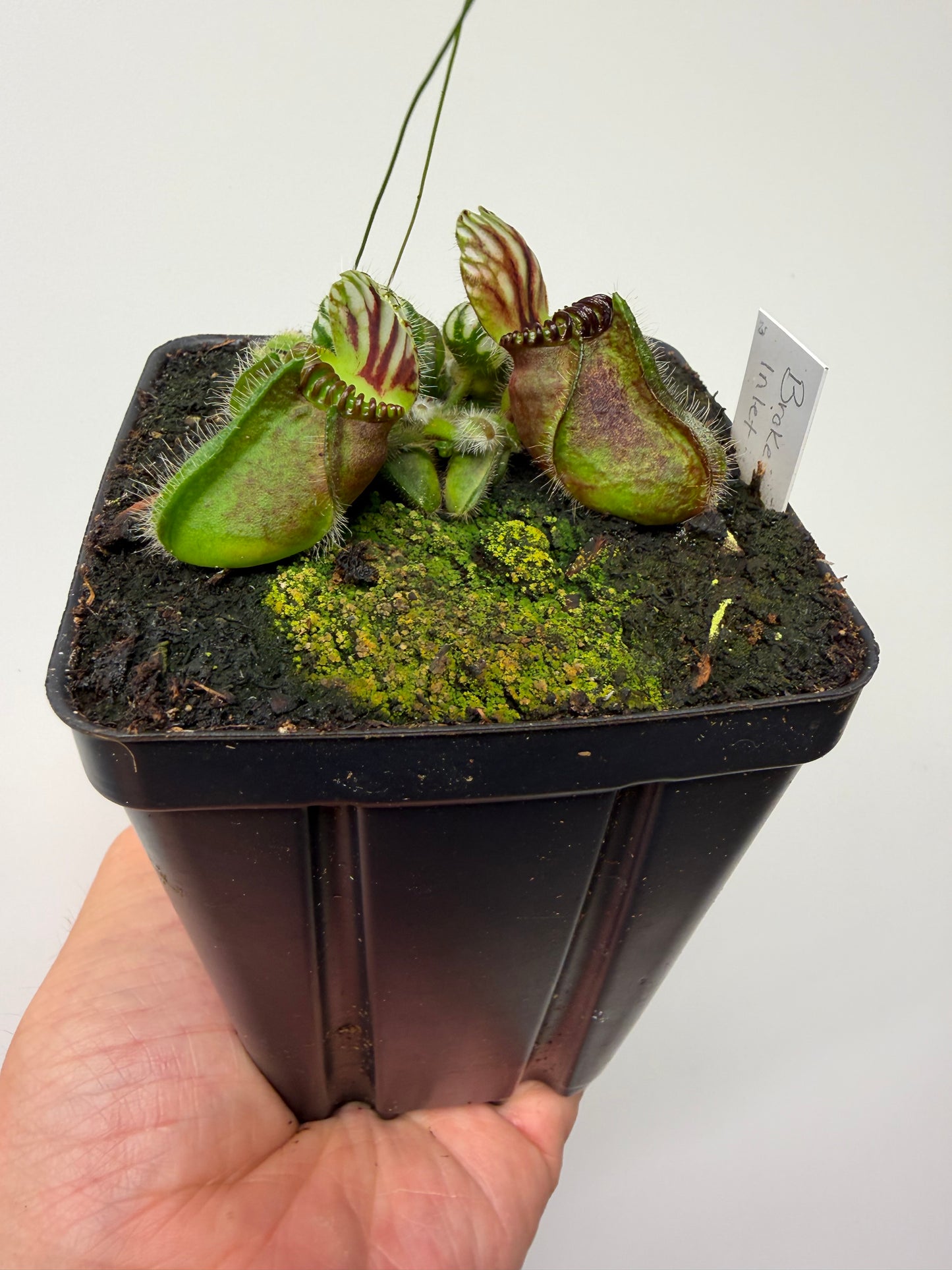 Cephalotus follicularis “Broke Inlet” (3)