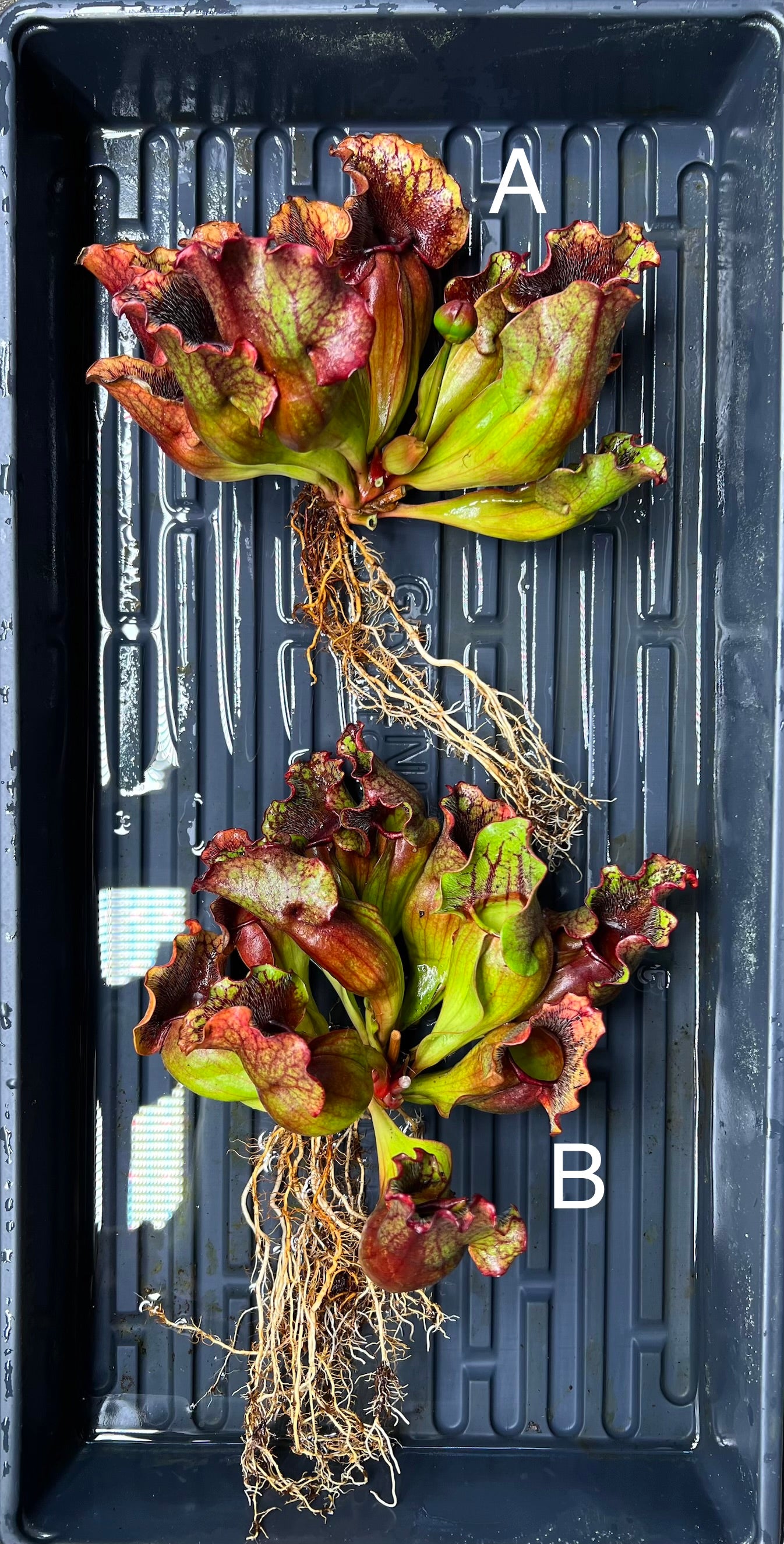 Sarracenia purpurea ssp. venosa (Carteret Co, NC) - Fresh Divisions