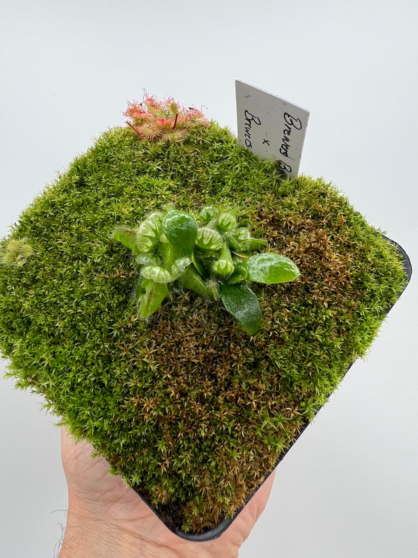 Cephalotus follicularis “Brewers Beauty” x “Brewers”